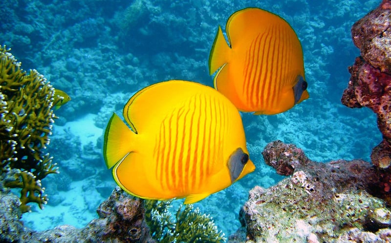 Underwater Coral Reef